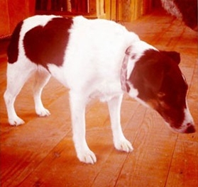 Standing dog looking at the floor